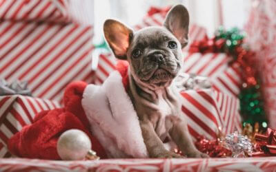 The Importance of Taking the Holiday You Deserve over Christmas